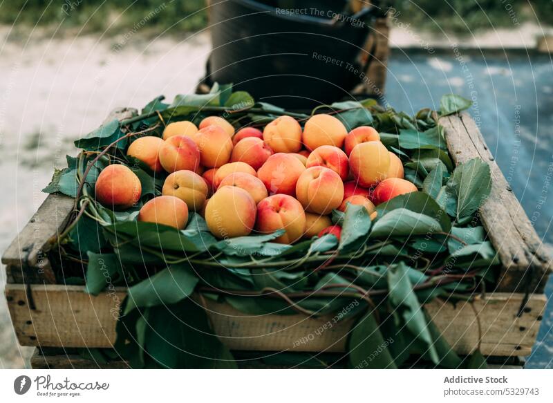 Heap of fresh organic apricots in wooden box placed on ground in farm fruit sweet countryside crate healthy food harvest tree collect ripe season pick rural