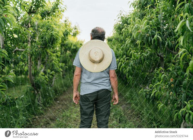 Anonymous man admiring lush green trees in farmland countryside farmer cultivate plantation path nature rural small business admire expertise male mature garden