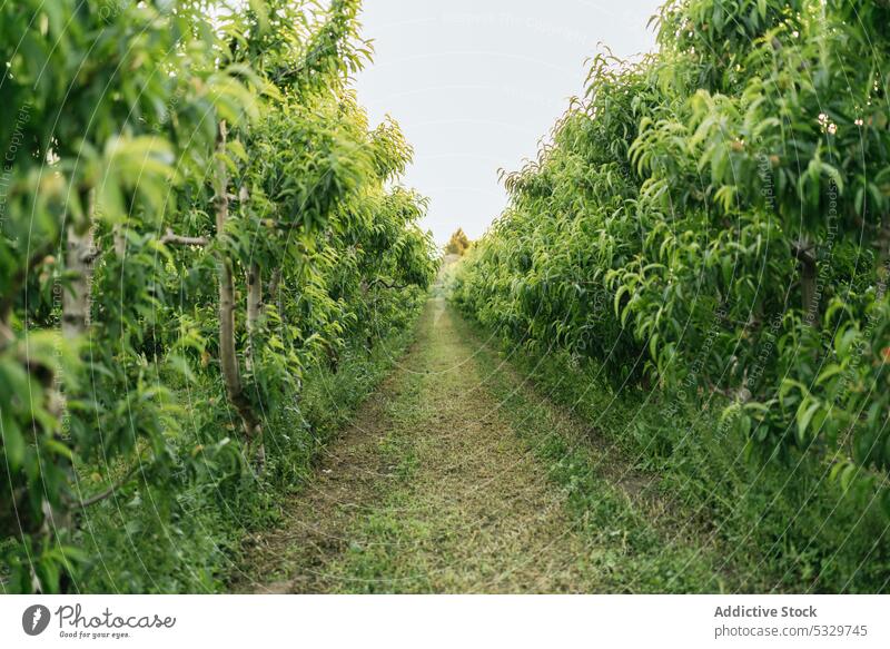 Narrow pathway among lush green bushes in farm tree nature production countryside agriculture plantation vegetate cultivate empty foliage flora farmland narrow