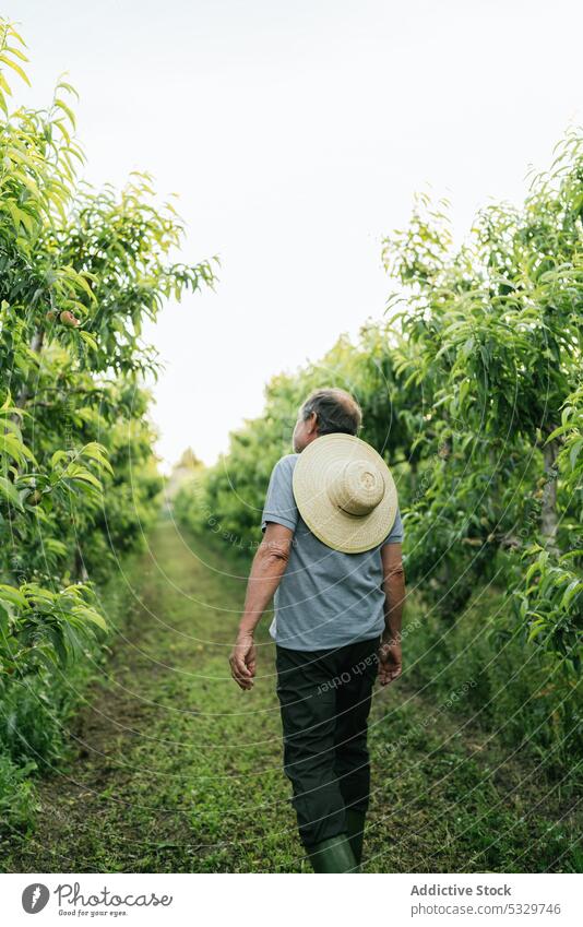Anonymous man admiring lush green trees in farmland countryside farmer cultivate plantation path nature rural small business admire expertise male mature garden