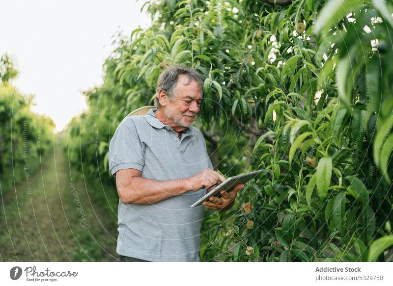 Focused male farmer using tablet during work in countryside man examine tree apricot agriculture cultivate small business check senior casual harvest plantation