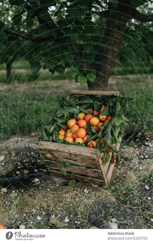 Heap of fresh organic apricots in wooden box placed on ground in farm fruit sweet countryside crate healthy food harvest tree collect ripe season pick rural