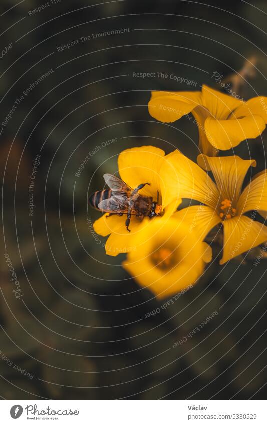 The industrious hive worker gathers vital nectar to produce honey and provide the nutrients necessary to survive in the harsh landscape. A bee collects pollen