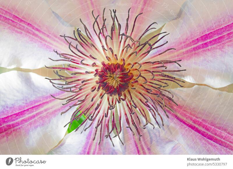 View into the heart of a white / pink flowering clematis / woodland vine Clematis Clematis flower Stamen Scar Blossom leave heyday Flowering plant sepals Sepal