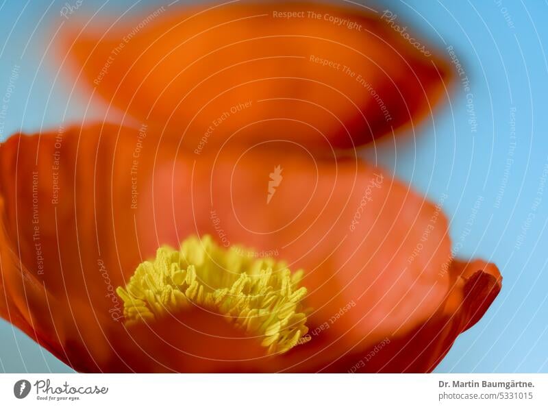 Papaver nudicaule, Iceland poppy, flowers Blossom blossom subarctic shrub short-lived Poppy poppies Papaveraceae