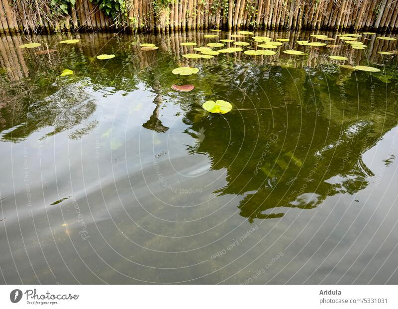 Lake with lily pads and fortified shore bank Water lily Water lily pads Waves reflection Pond Aquatic plant Nature