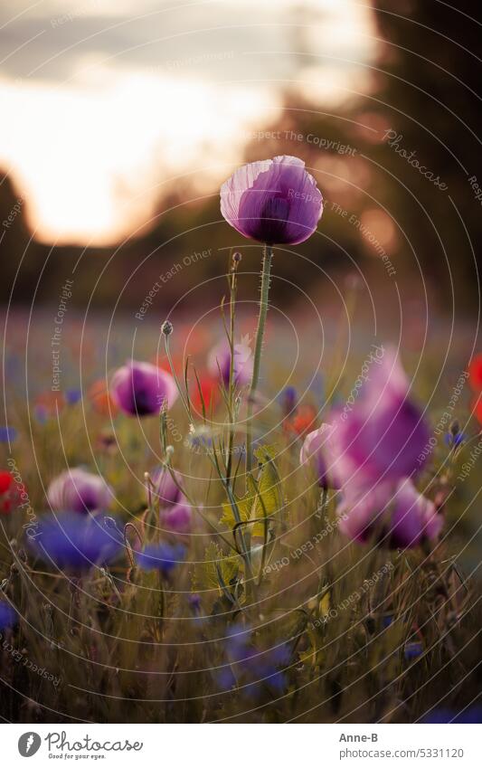 purple poppy on a colorful meadow with back light in the evening little flowers Poppy colored met Flower meadow Flowering meadow insects rethink Colour noise