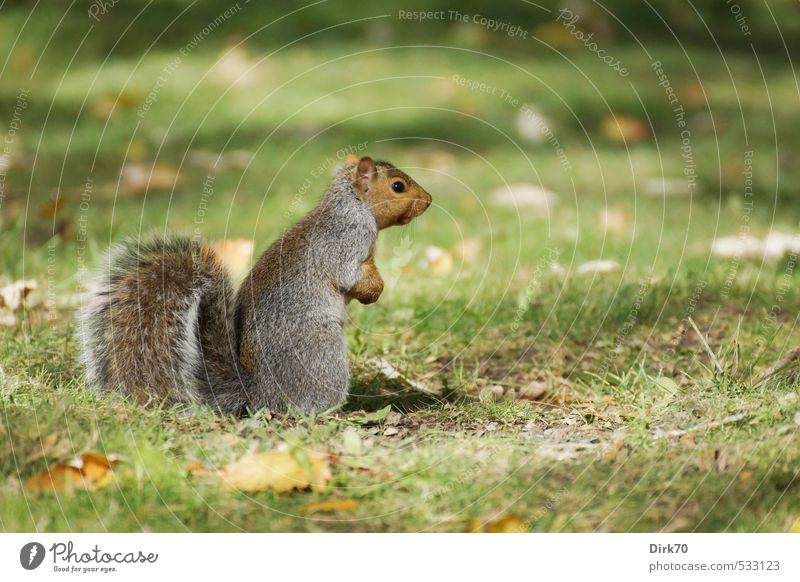 The music's playing => Animal Sunlight Autumn Beautiful weather Grass Leaf Autumn leaves Garden Park Meadow Canada Wild animal Squirrel 1 Observe Looking Stand
