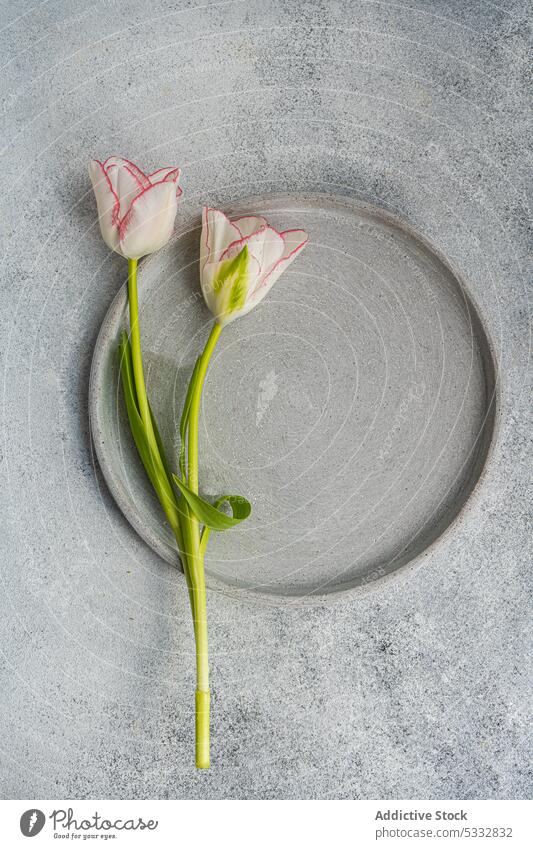 Table setting with seasonal flowers on concrete background table beautiful ceramic daytime dinner dinnerware eat eating festive floral food holiday mood moody