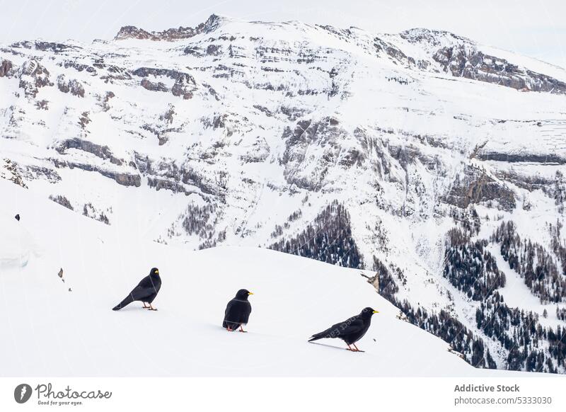 Flock of black birds in snowy mountains alpine chough landscape winter nature formation park slope rocky uneven wild gran paradiso national park italy