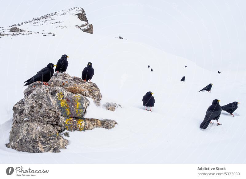 Flock of black birds in snowy mountains alpine chough landscape stone rock winter nature formation park slope rocky uneven wild gran paradiso national park
