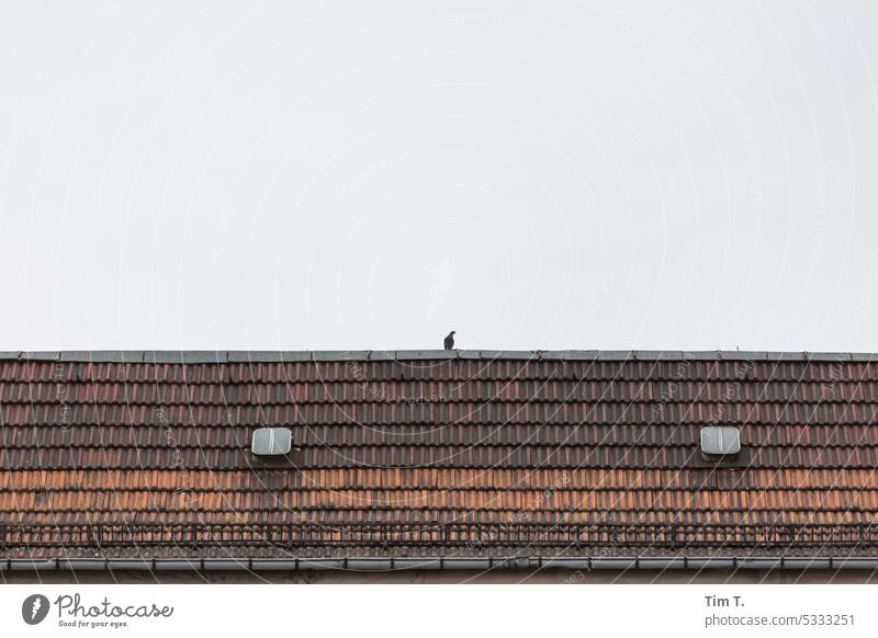 Roof with single dove and two hatches Schönhauser Allee Prenzlauer Berg Pigeon Berlin Sky Roof hatch Downtown Capital city Exterior shot Old town Town Deserted