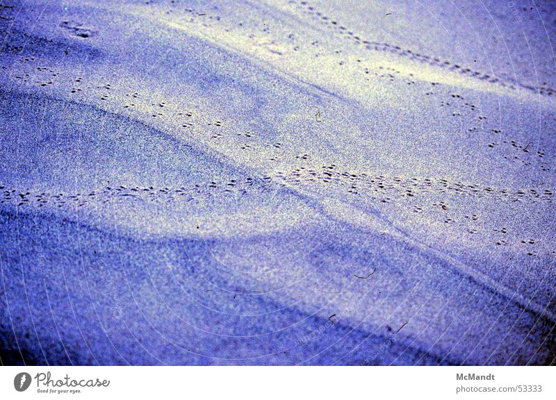 the desert lives Animal Hot Death valley Nationalpark California Life Live USA Desert Earth Sand Tracks Hide Blue Colour Sun animals color