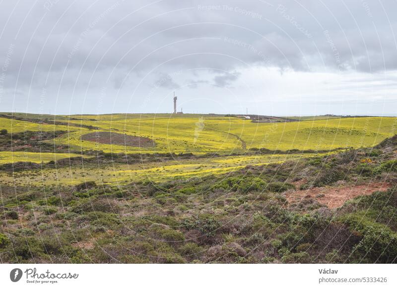 Yellow-green field full of blooming flowers in the south-west of Portugal in the Sagres district and the well-known tourist region of the Algarve path craggy