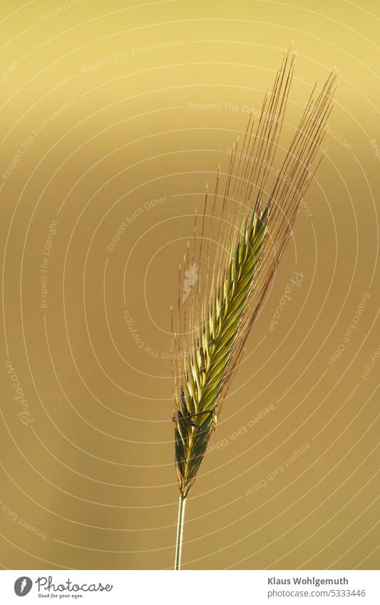 One ear of corn rises above all others in the field, shining in the light of the morning sun. spike Grain Grain field Blade of grass Back-light Grannen grains
