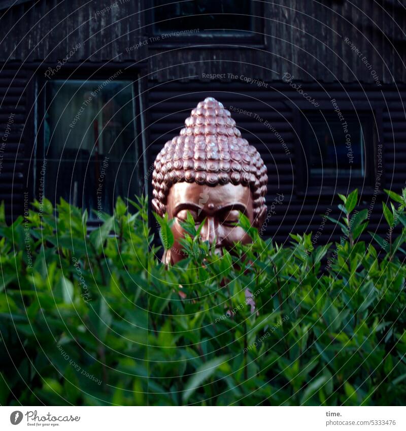 borderline | Buddha in the bush Hedge Figure Spirituality Ambivalent memorable Garden Gardenhouse Meditation Buddhism Religion and faith Statue Yoga Art Wisdom