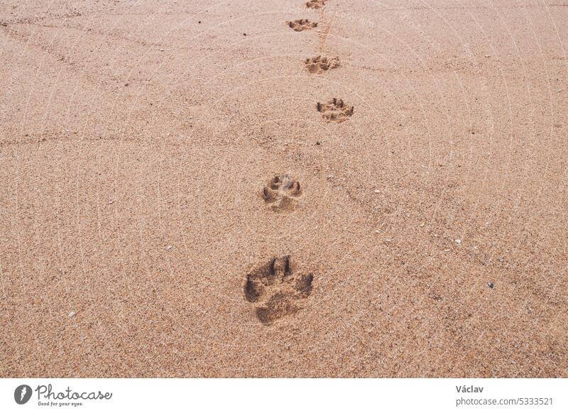 Footprints in the sand from a four-legged pet. A journey into the future and the past. Love between dog and man footprint step imprint human seascape