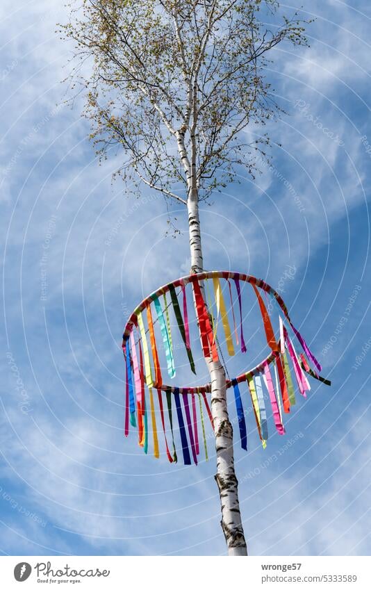 Welcoming rituals | erecting a May birch tree topic day Welcome rituals May tree Maiele Love fairies symbol Sign Symbol of life customs symbol of love