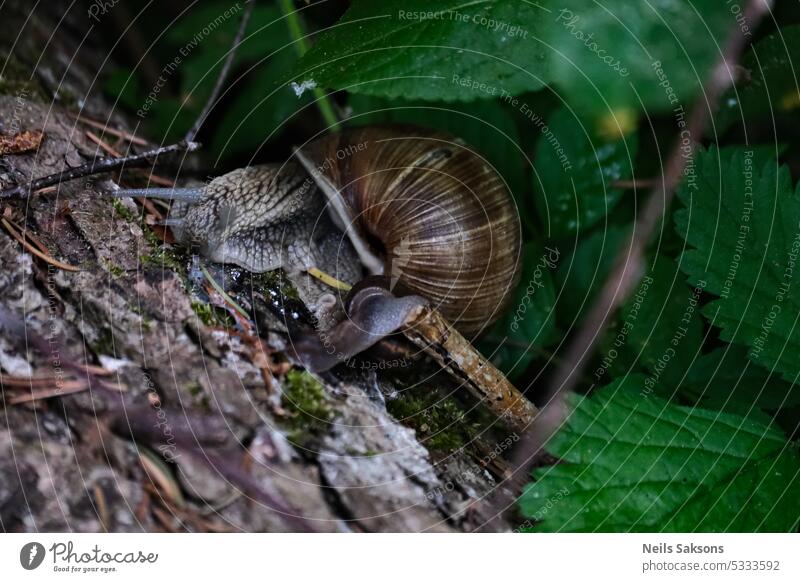 Snail crawling on a tree trunk. Snail in the forest. animal background brown closeup escargot eye food garden gastropod green helix light macro mollusc mollusk