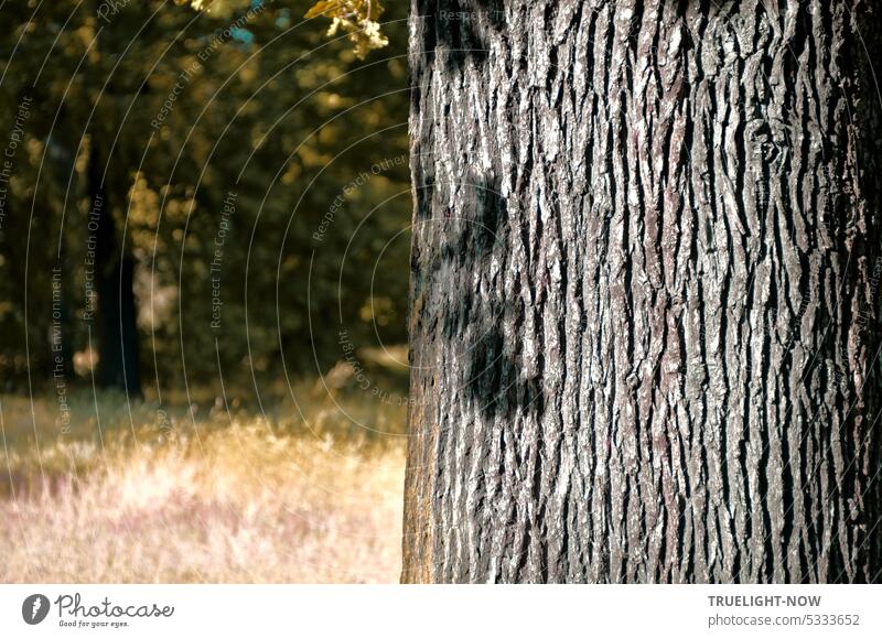 Powerful trunk of oak close in sunlight with shadow of some leaves and bushes in background Tree Oak tree Tree bark salubriously vigorous structure Shadow