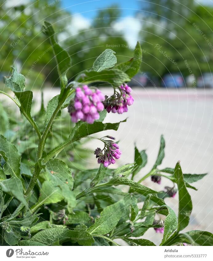 Comfrey with parking lot in background Flower Wild plant Plant Blossom Meadow Nature Shallow depth of field Violet purple Spring blurriness bee-friendly bees