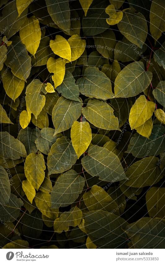 green and yellow japanese knotweed plant leaves in autumn season leaf green plant green leaves green leaf green background fallopia japonica garden floral