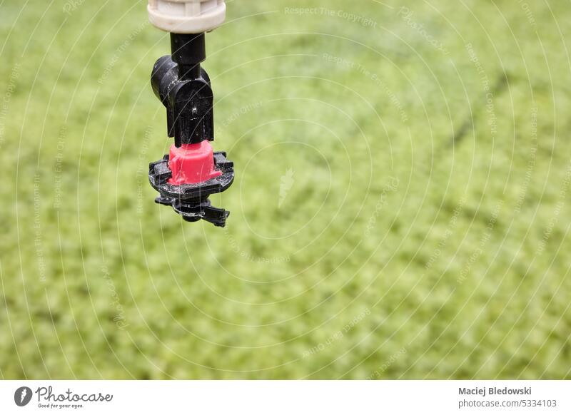 Close up photo of a horticulture hanging sprinkler, selective focus. water gardening agriculture farm growth spray equipment system agricultural industry