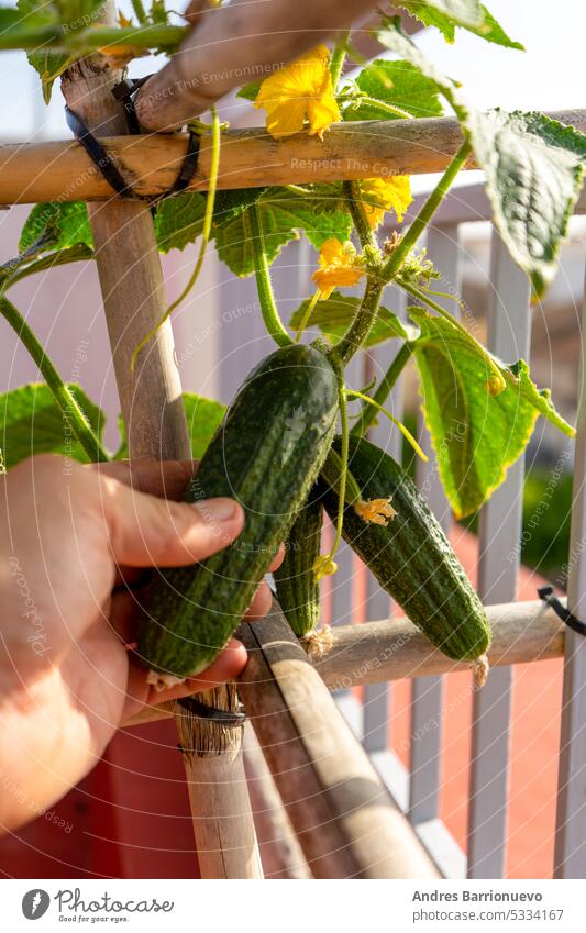Hands holding a growing cucumber in the urban garden. Urban home gardening concept, healthy food gardener plant agriculture green outdoors growth hand nature