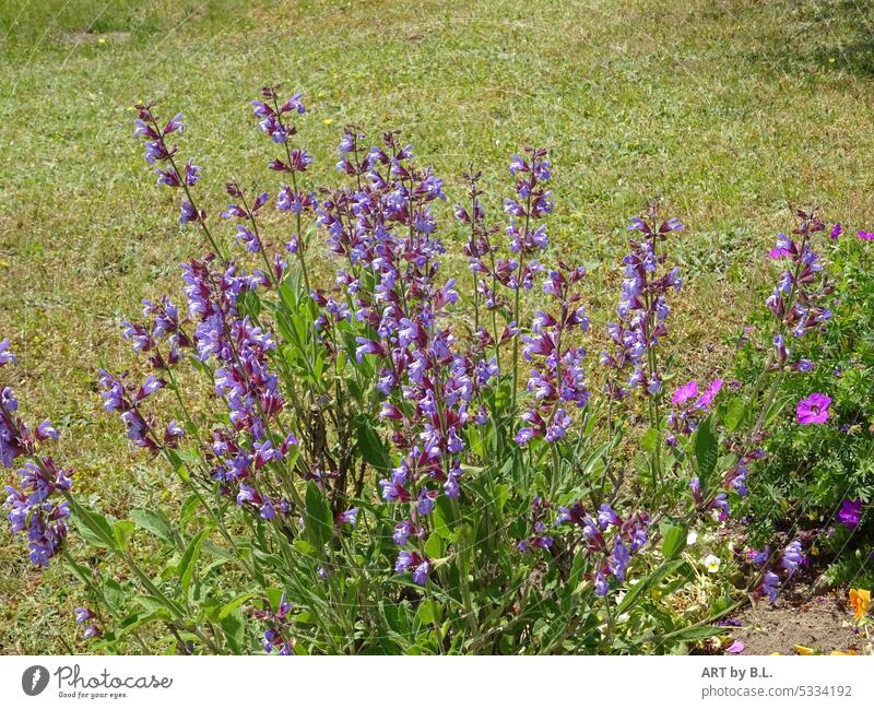 in the garden flowers Garden Bed (Horticulture) Flowerbed blossoms purple Blue Green Lawn Summer of flowers Season
