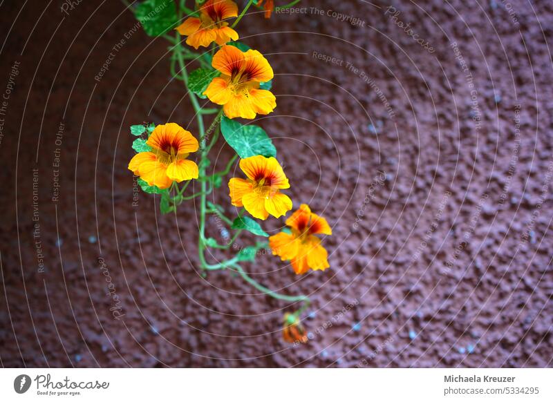 yellow, orange nasturtium ( tropaeolum) , hanging, red brown wall, place for text, without people Green Colour photo Plant Flower Macro (Extreme close-up)