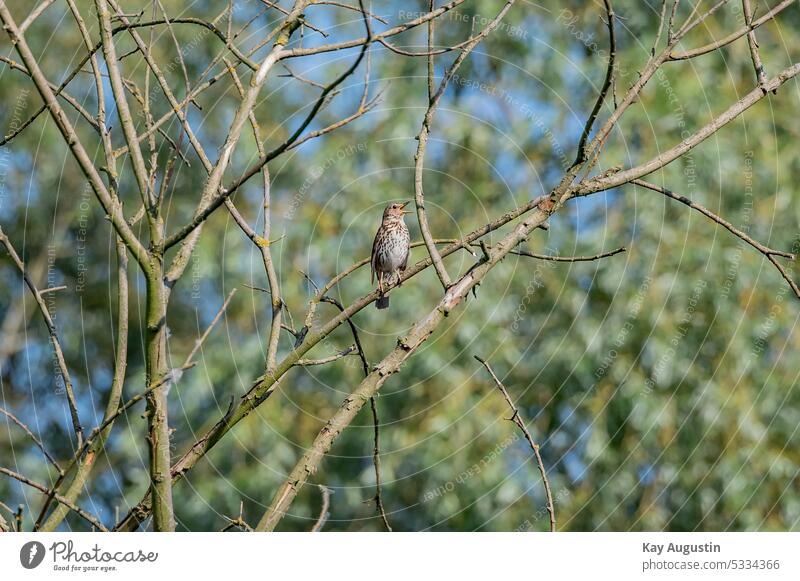Singing song thrush in a tree Singing Song Thrush Turdus philomelos Real chokes Bird photography Chokes Turdidae wildlife greyish brown Brown tones Tree