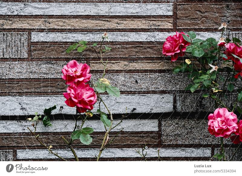 Pink climbing roses in front of an old facade. Old Gray Gloomy Building Manmade structures Architecture Wall (building) Day Colour photo Exterior shot Deserted