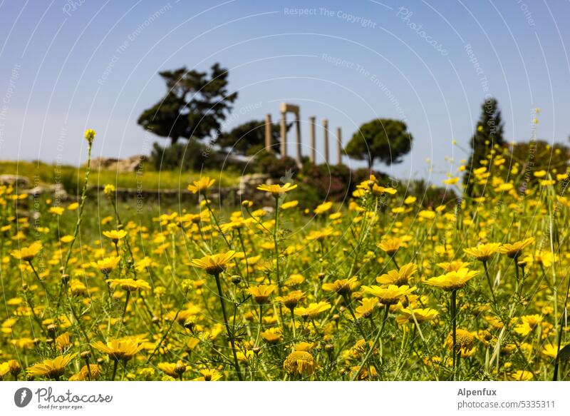 juxtaposition | modern plants in front of ancient columns Flower meadow Yellow Meadow Blossom Blossoming Ancient states Summer Nature Plant trees Spring flowers