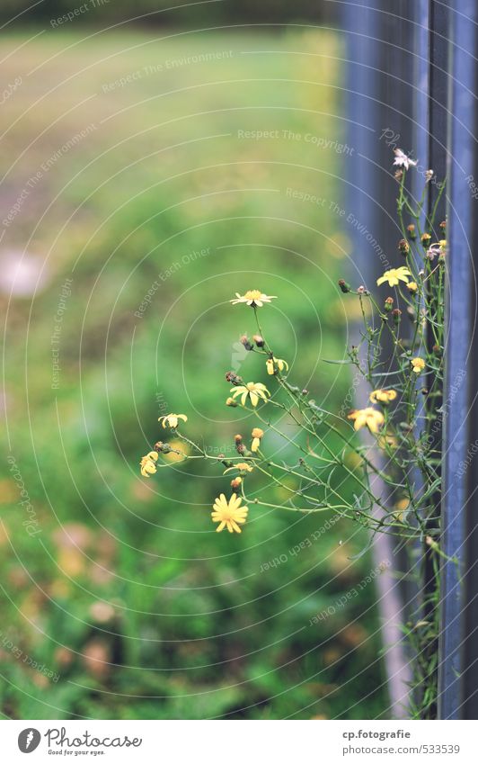 cantilever arm Plant Summer Autumn Flower Fence Gate Natural Town Green Exterior shot Copy Space top Copy Space bottom Day Shallow depth of field