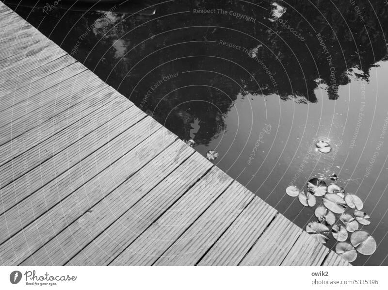 Inclined path Footbridge Lakeside Water Aquatic plant Surface of water Calm Idyll Simple Wood lines Plastic planks jetty Jetty Direct Parallel Pond Nature