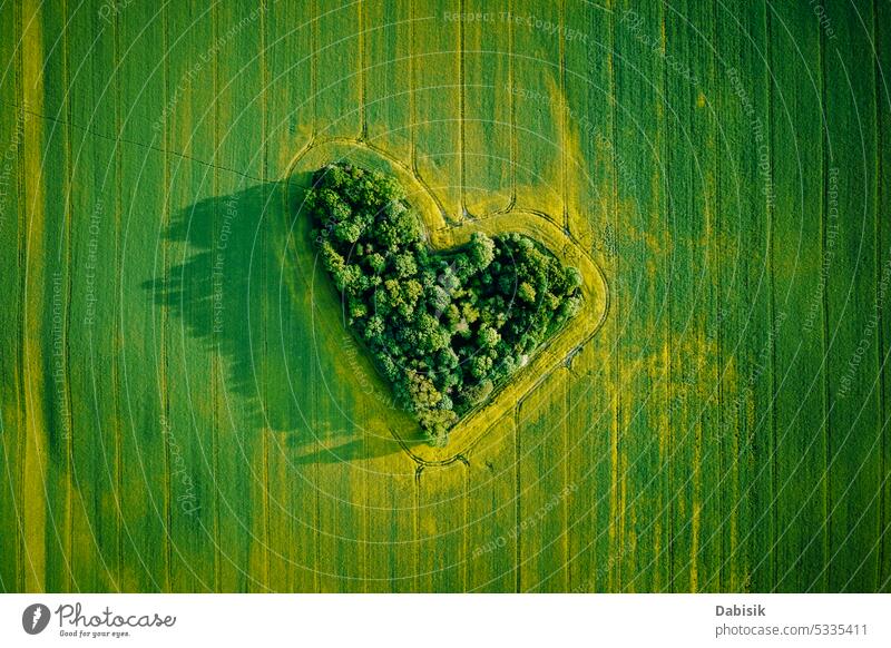 Heart made of trees in rapeseed field, aerial view heart love landscape background agriculture green countryside shape wallpaper summer pattern abstract texture