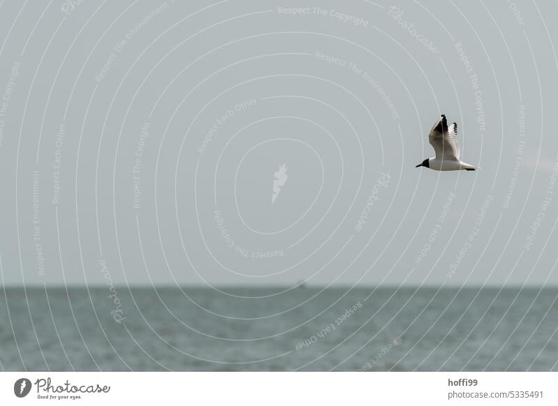 Black-headed gull in flight over water with blurred horizon Seagull Gull birds 1 Full-length Bird Grand piano Elegant Animal portrait Wild animal motion blur