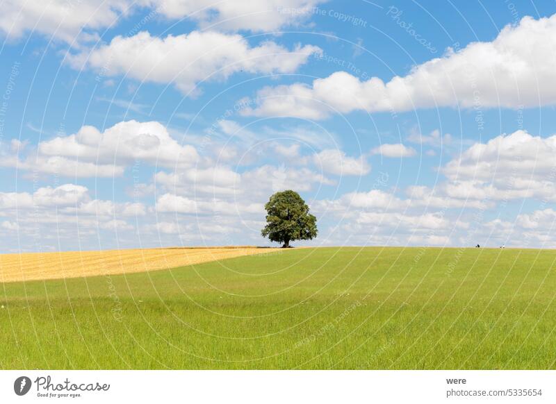 Cumulus cloud in blue sky over green meadow with cyclists where lonely tree stands cloud formation cloudy sky copy space cumulus landscape nature nobody