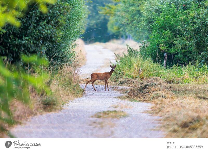 A young roebuck stands on a dirt road between bushes and looks at the camera Capreolus capreolus Young animal copy space cuddly deer forest fur landscape meadow
