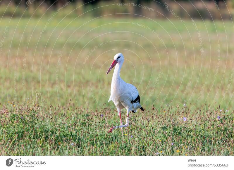 A white stork foraging in a flowering meadow at the edge of the forest ciconia ciconia ciconia Mycteria leucocephala Animal Habitat Bird Blooming Copy Space