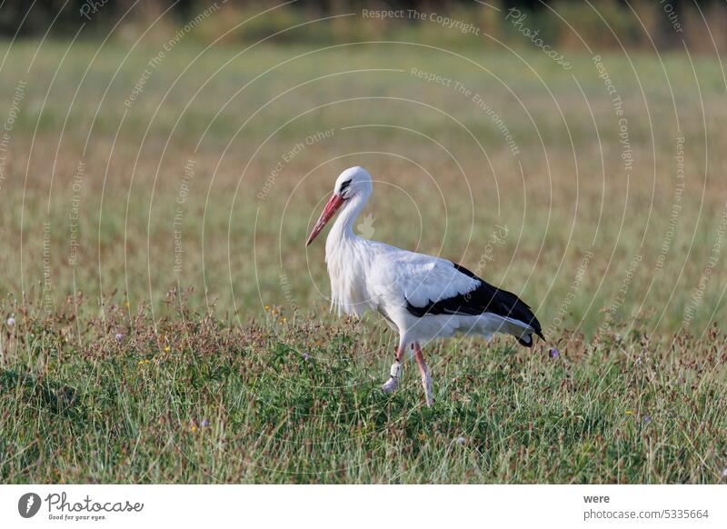 A white stork foraging in a flowering meadow at the edge of the forest ciconia ciconia ciconia Mycteria leucocephala Animal Habitat Bird Blooming Copy Space