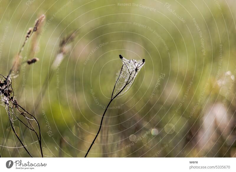 Dewy spider webs in the morning among the grasses in a meadow glisten in the sun cobweb copy space dewy glitter landscape meadow herb nature sparkle water drops