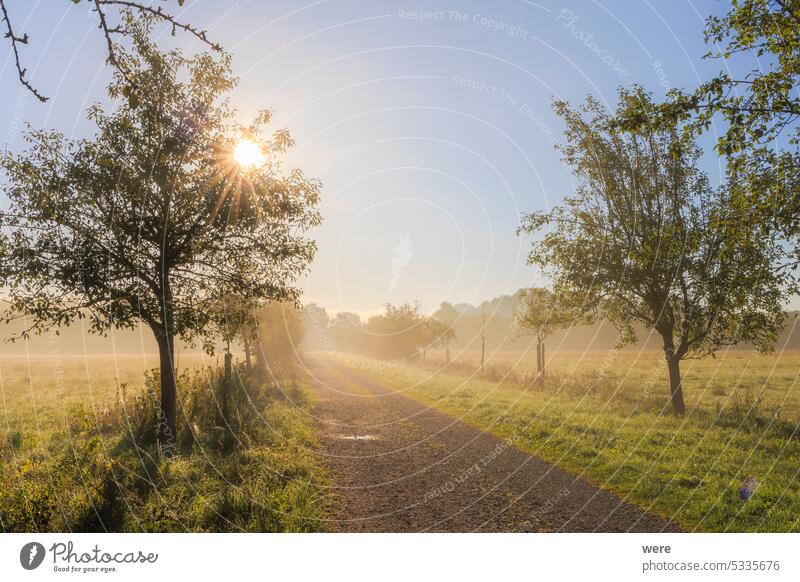The sun's rays shine through the trees on a dirt road between the orchards in Siebenbrunn near Augsburg. Landscape scenery beauty in nature copy space landscape