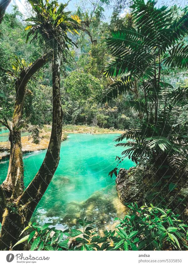 Guatemala turquoise lake in rainforest Lake Turquoise palms Nature Exterior shot Exceptional Water Green Blue Landscape Deserted jungles Virgin forest Adventure