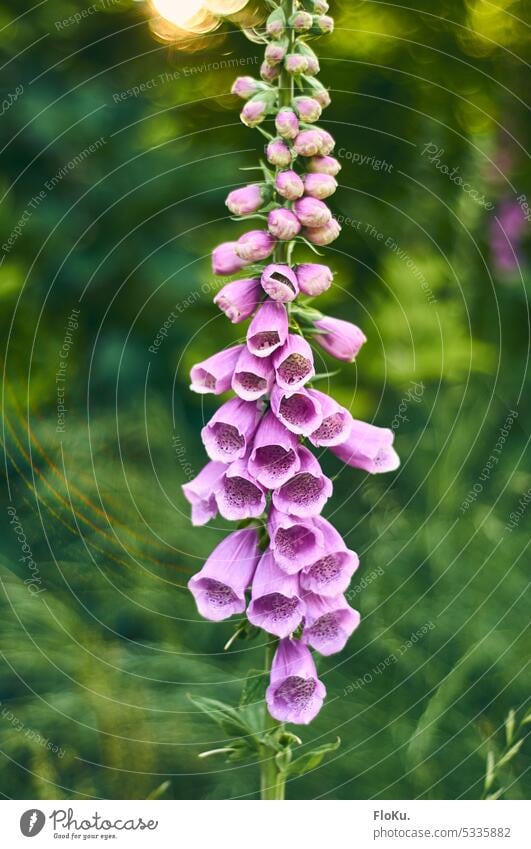red foxglove in garden Thimble Plant Flower Blossom Nature Garden Green Close-up Summer Colour photo Exterior shot Spring Blossoming Pink Environment Detail