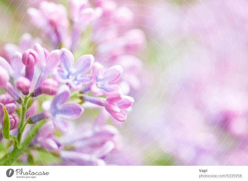 Lilac flowers spring floral background lilac purple nature violet beauty plant pink branch beautiful blossom petal summer bloom blooming design macro pattern