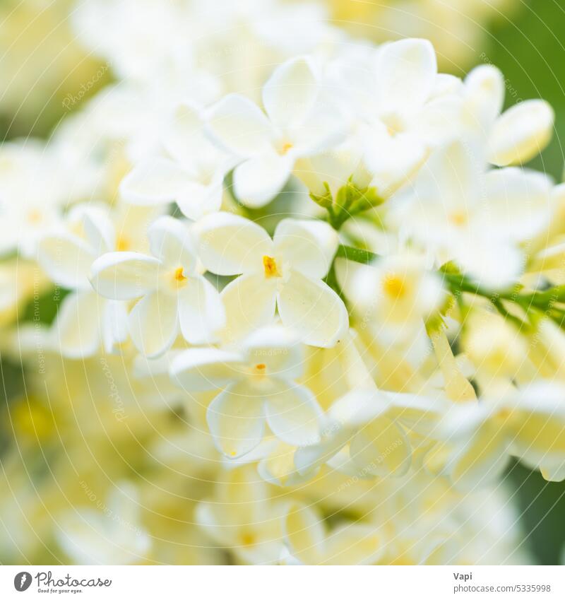 White yellow lilac flowers macro background white closeup bouquet nature flower background plant floral bloom pastel beautiful spring branch beauty wallpaper