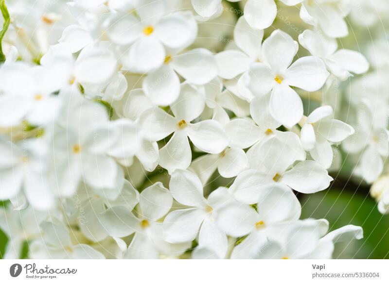 White yellow lilac flowers macro background white closeup bouquet nature white background flower background plant floral bloom pastel beautiful spring summer
