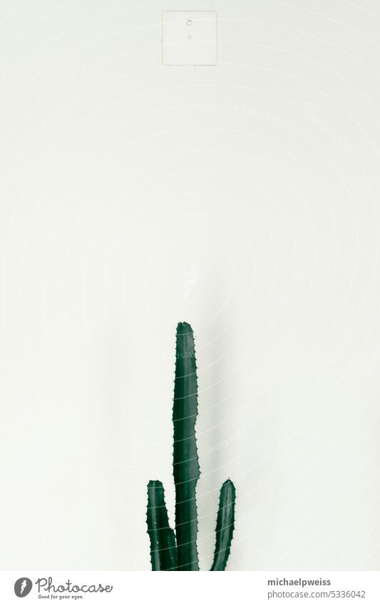 tall growing slender cactus in front of almost white wall with electric cover plate Cactus Wall (building) white background Green Thorny Lonely Monochrome
