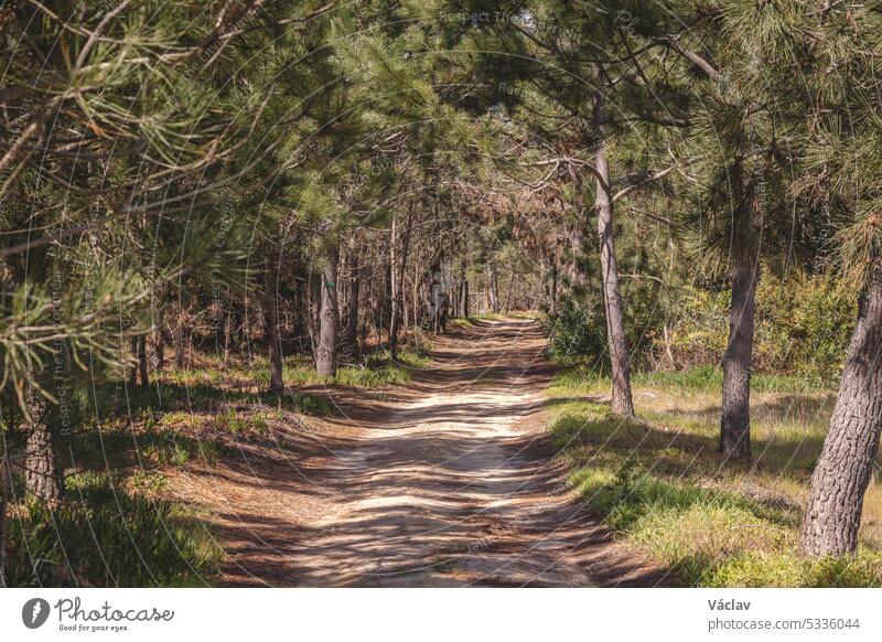 Dirt road through a typical dry Portuguese forest in the southwest of the country. Sandy ground trying to find a drop of water. Wandering of Fisherman Trail